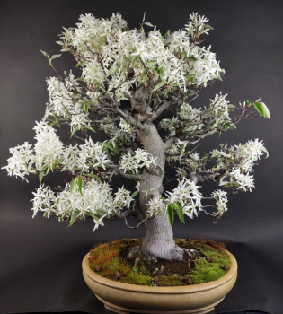 Preview: Bonsai - Felsenbirne, Amelanchier asiatica